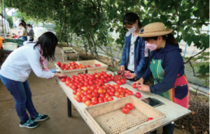 「フィールドワークの実践」にてトマトの選別と袋詰めをしている学生たち