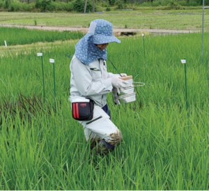 稲の遺伝子発現量を分析するため葉を採取