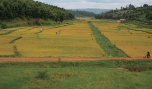 収穫時期の灌漑地区（東部県低湿地稲作スキーム）