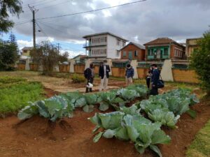 研修圃場のキャベツ。青々と大きく育ったキャベツが印象的